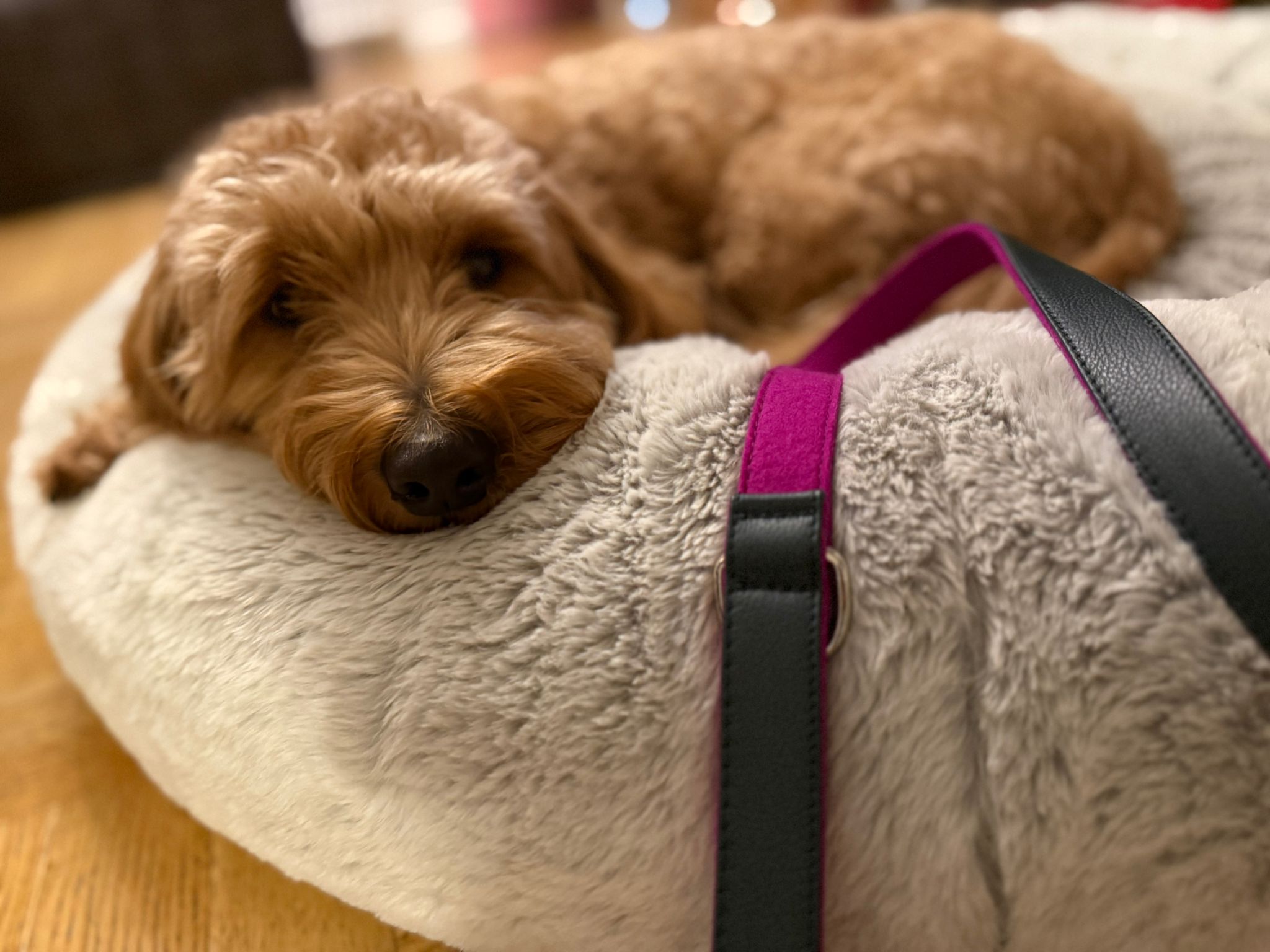 Hundeleine Pfingstrose