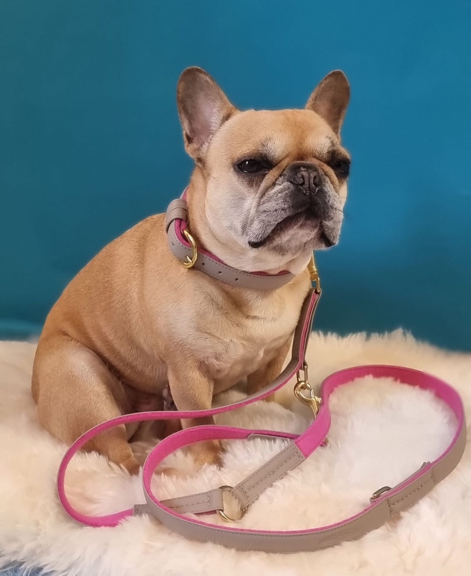 Hundeleine Gin Tonic